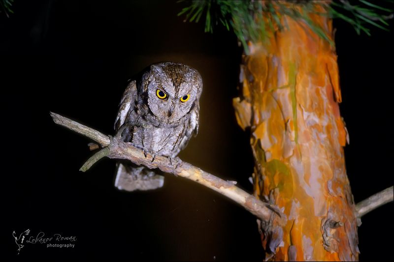 * * * фото превью