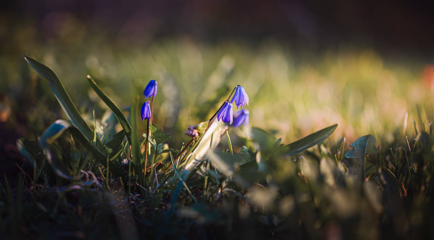 , Зеленько Дмитрий