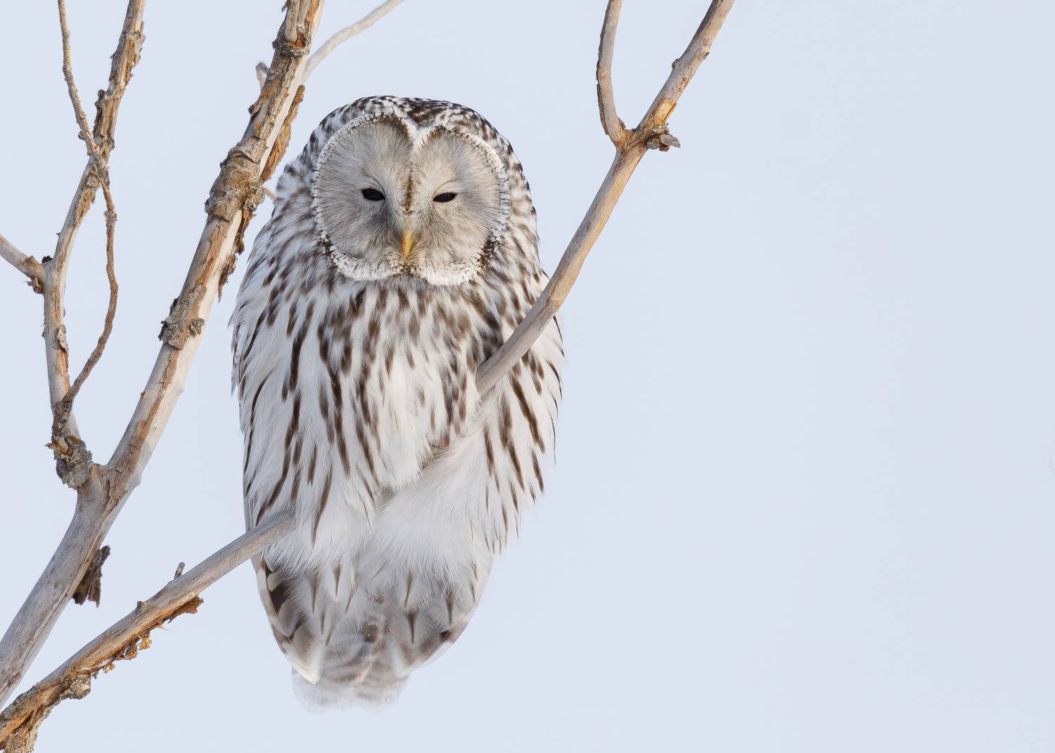 , Гильманов Артур