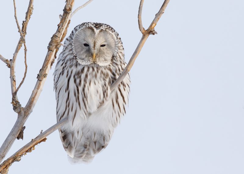 Уральская неясыть фото превью
