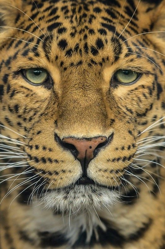 Panthère de Chine ,Close up фото превью