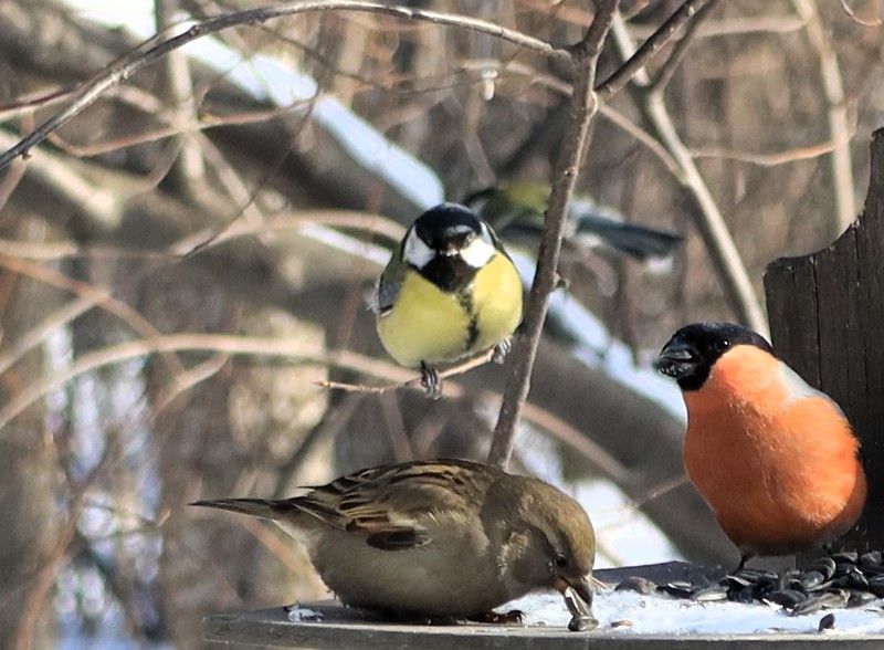 Обед фото превью