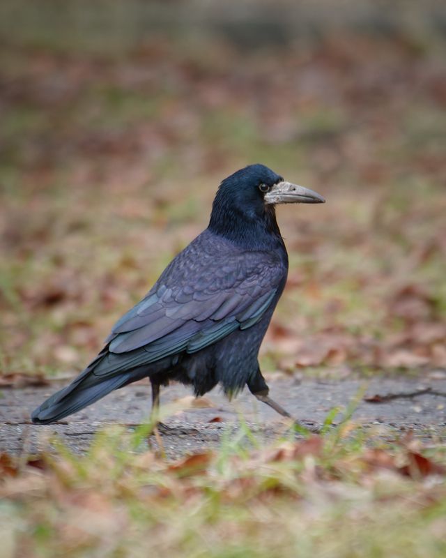 грач, птица, bird \