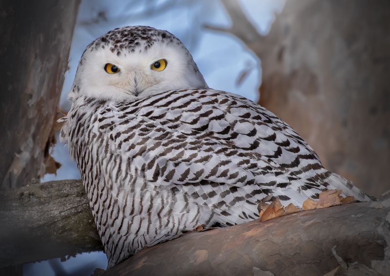 Полярная Сова Bubo scandiacus фото превью