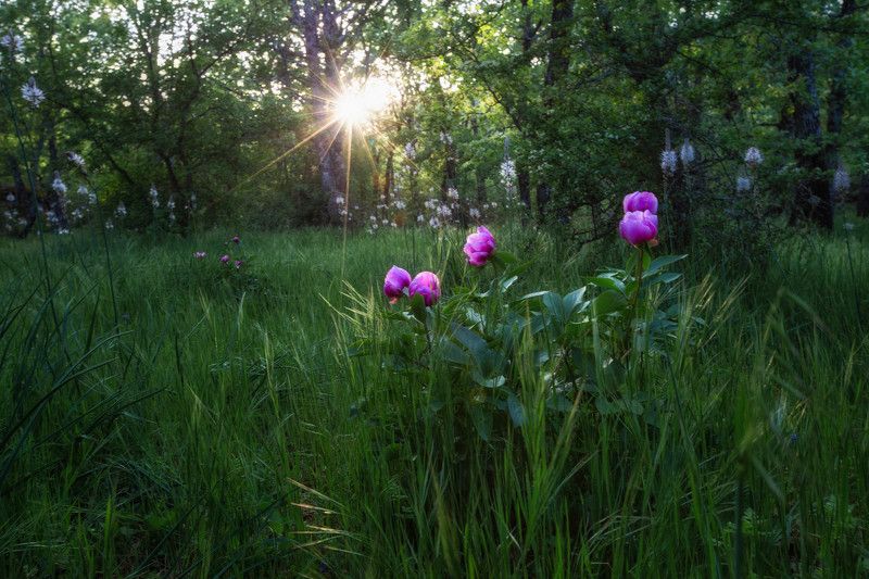 На лесной полянке фото превью