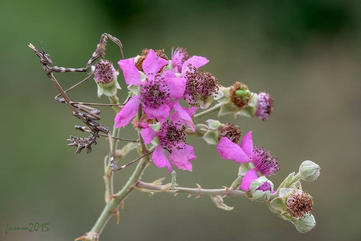 , Игорь ФУММ