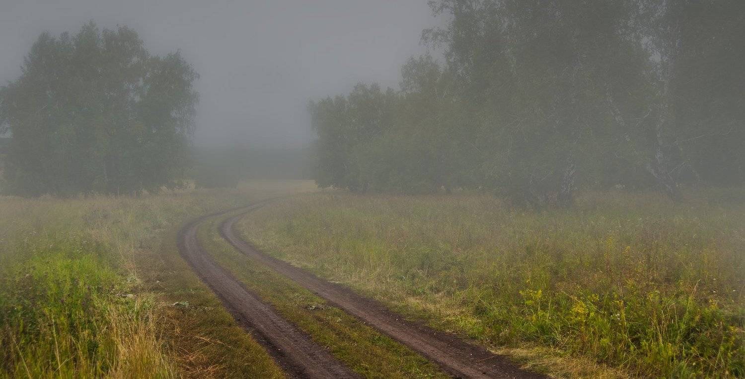 лес, туман, Андрей Журавлев