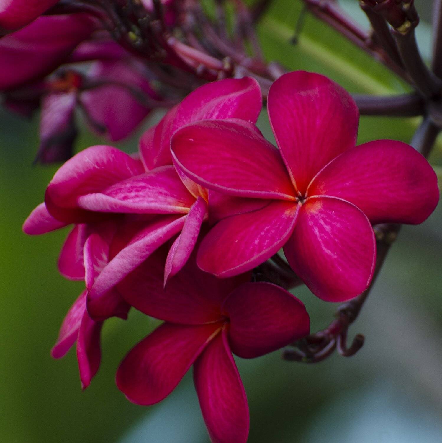 фуксия, цветок, экзотика, тропики, розовый, Марина Мудрова