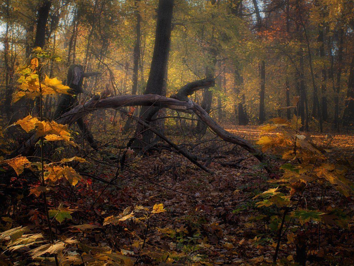 Golden autumn. Автор: Dimitar Stoyanov , Dimitar Stoyanov