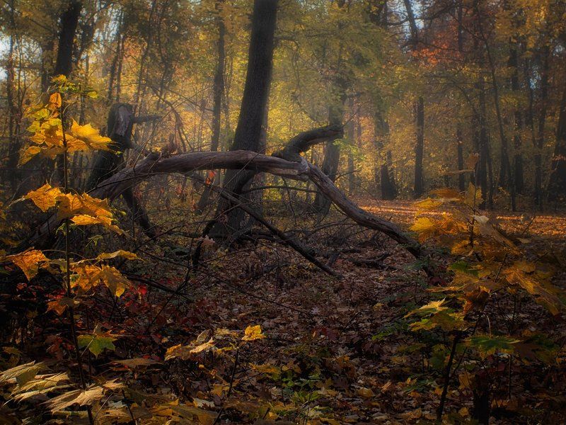 Golden autumn фото превью