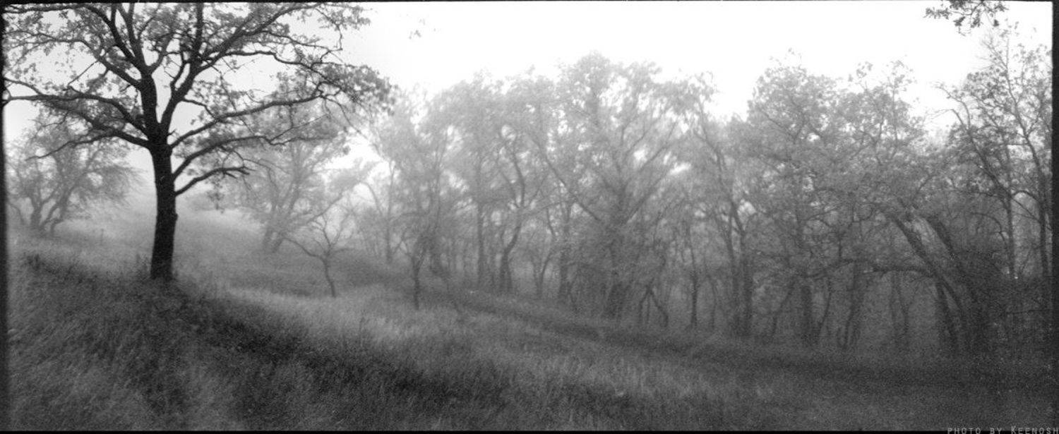 осень, туман, пленка, bw, Ilford, Keenosh