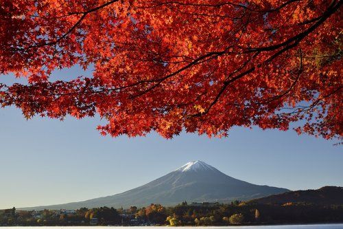 Scarlet maple