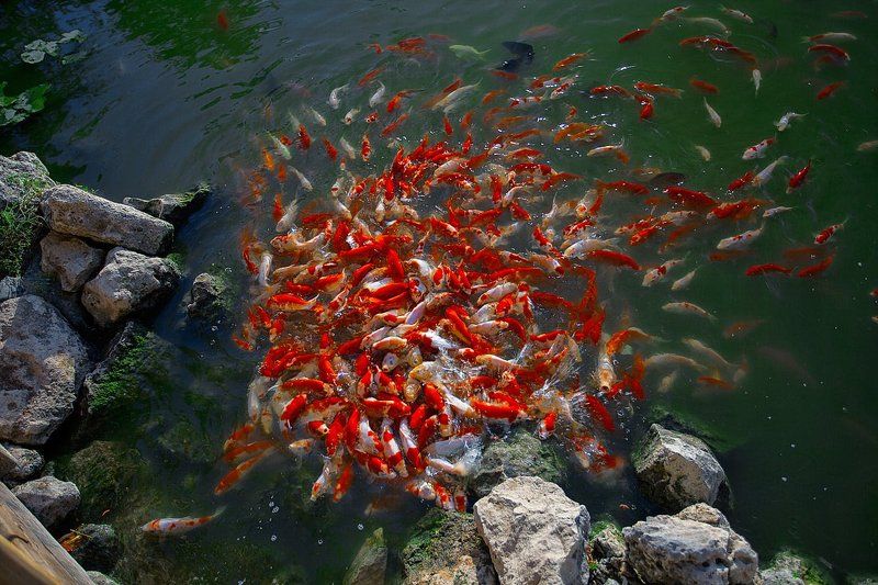 рыбки, озеро Голод не тетка... фото превью