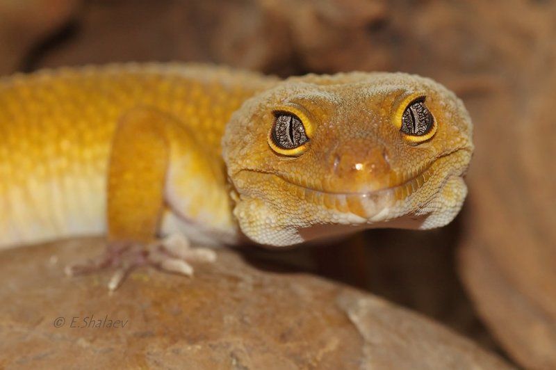 Eublepharis macularius, Геккон, Пятнистый эублефар, Рептилии, Ящерица Пятнистый леопардовый эублефар фото превью