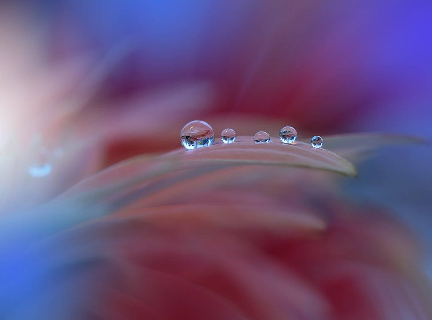 macro, Juliana Nan
