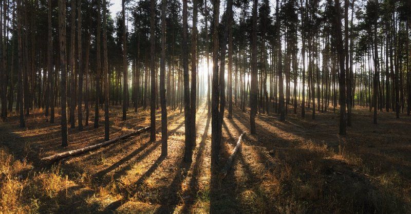 Рассвет в сосновом лесу фото превью
