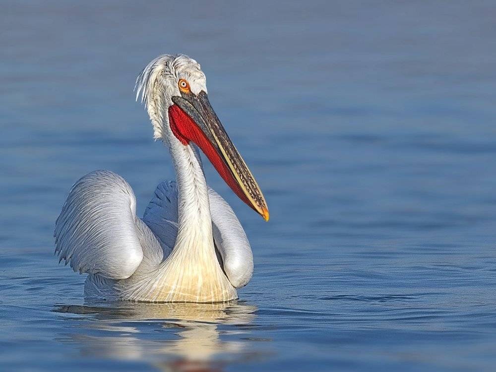 , Георги Славов