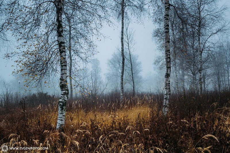 туман,пейзаж,природа,осень Утренний туман Ноября фото превью