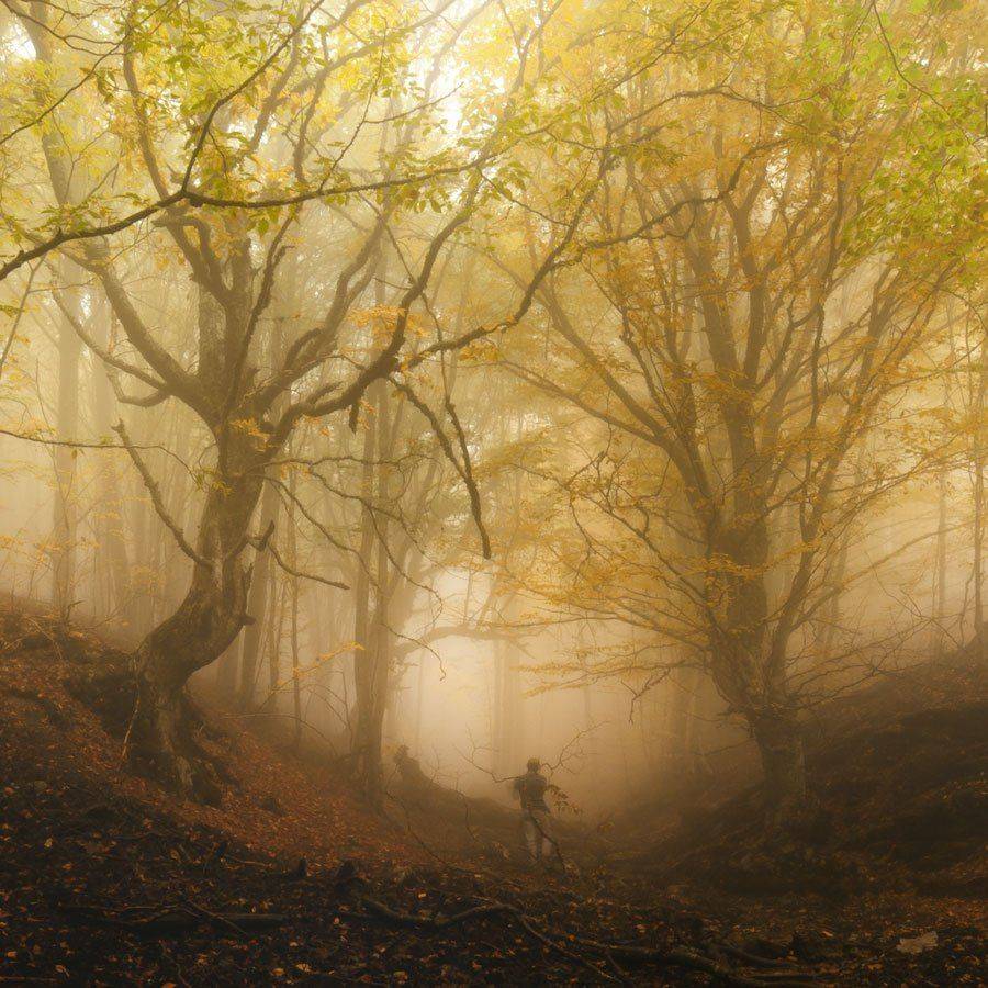 Бук, Демерджи, Крым, Лес, Бабинцева Мария