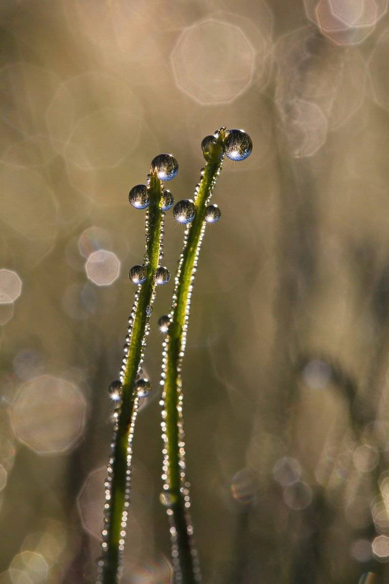 Капли, Макро, Роса трава, Утро, Елена Соловьёва