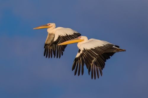 Пара в небе ...