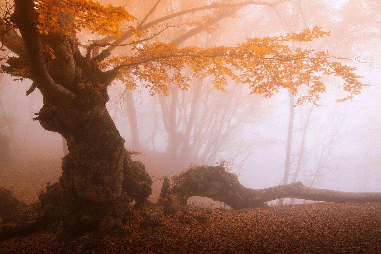 , Бруно Томский