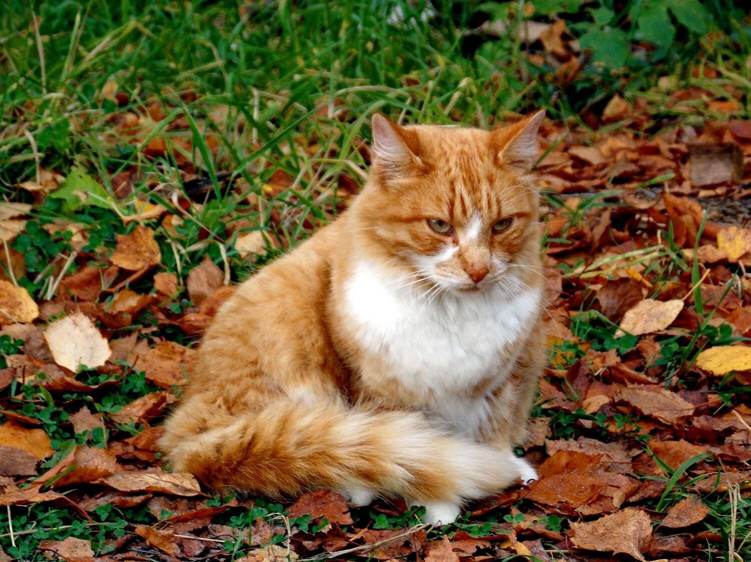 , Марина Никулина