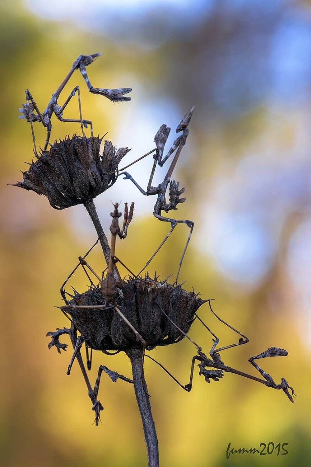 , Игорь ФУММ