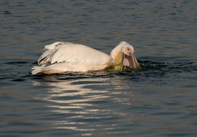 Пеликаны. Израиль Сезон пеликанов фото превью