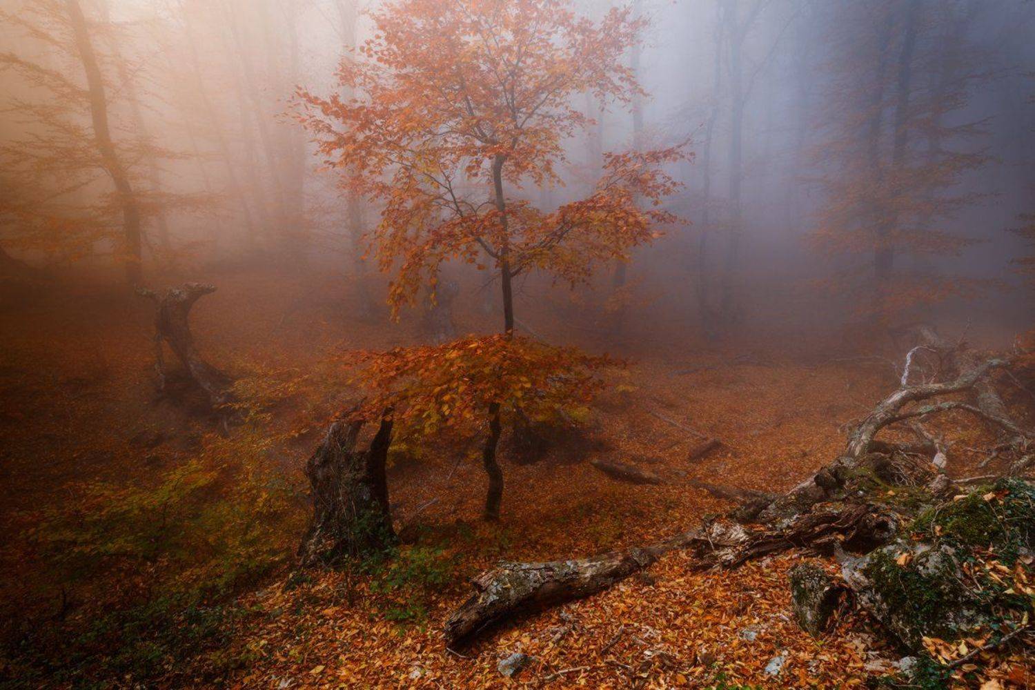 , Бруно Томский