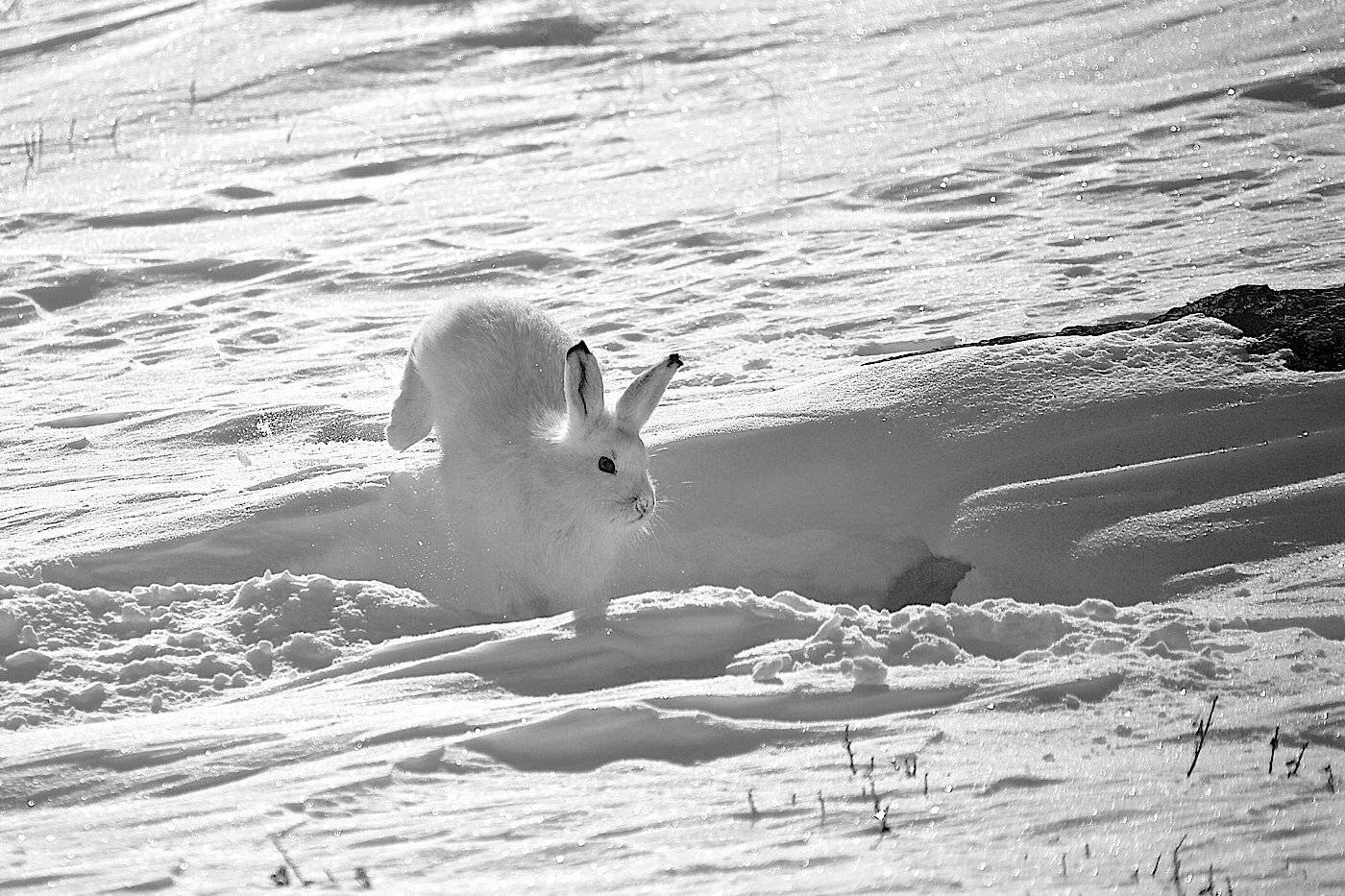 заяц-беляк, октябрь, горный алтай, Мазурин Евгений