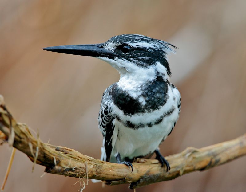 Портрет фото превью