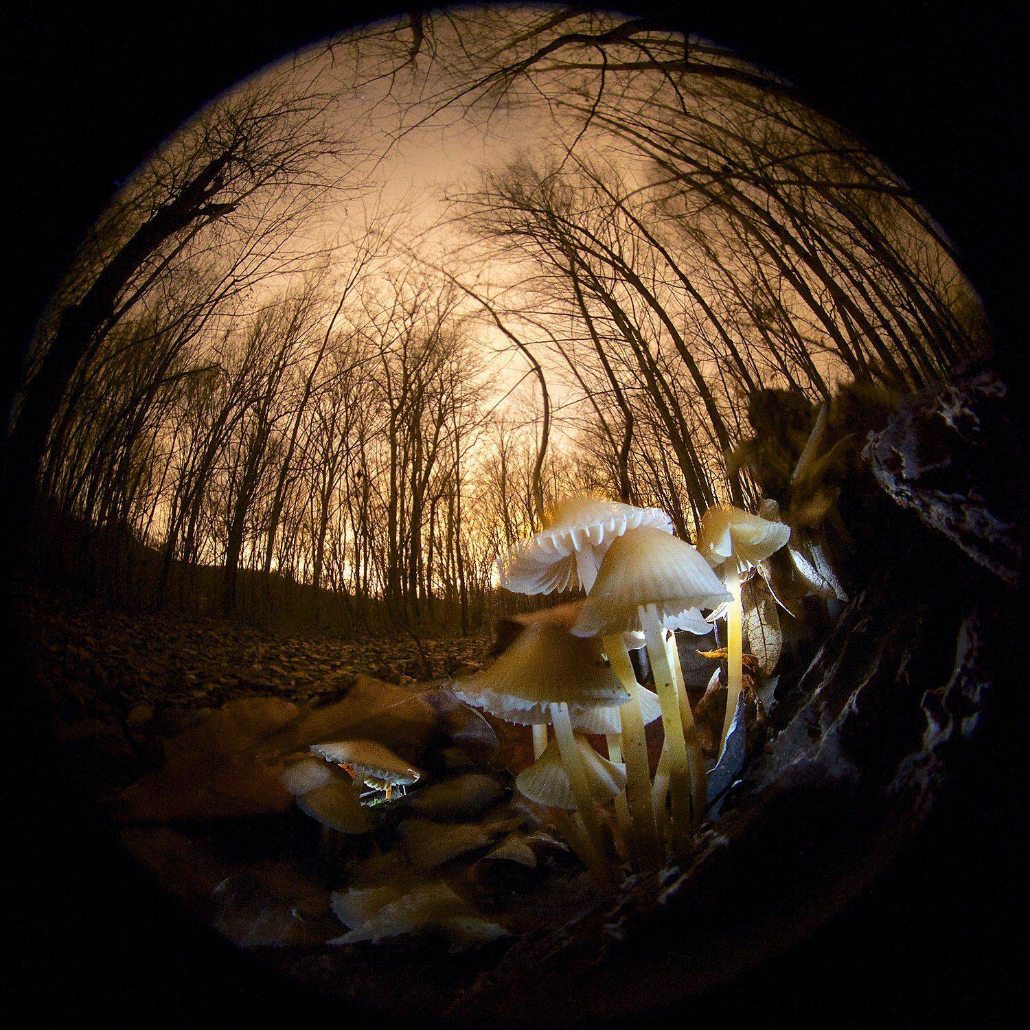 Грибы, Ночь, Осень, Никифоров Егор