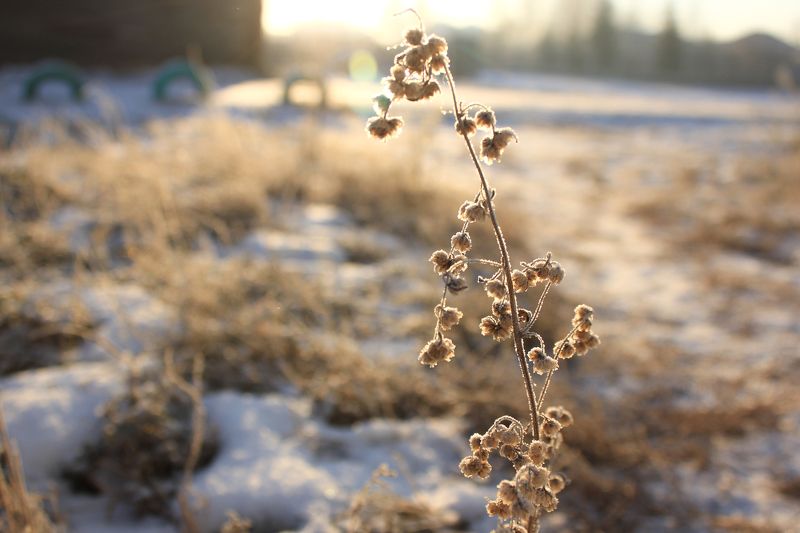 Морозное утро фото превью