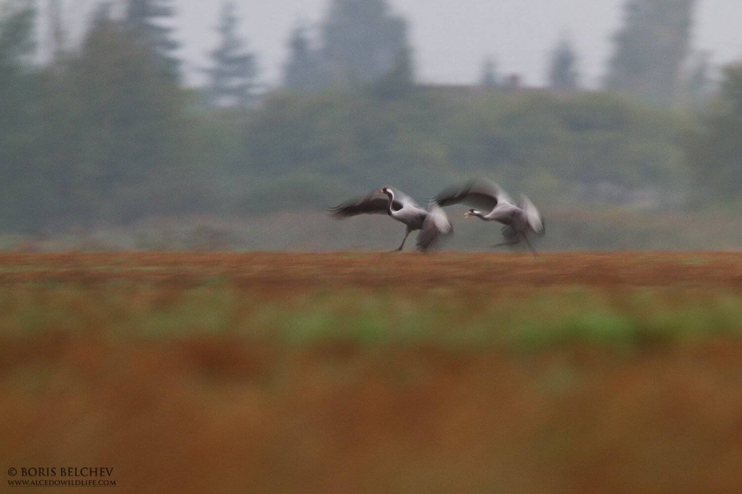 , Борис Белчев