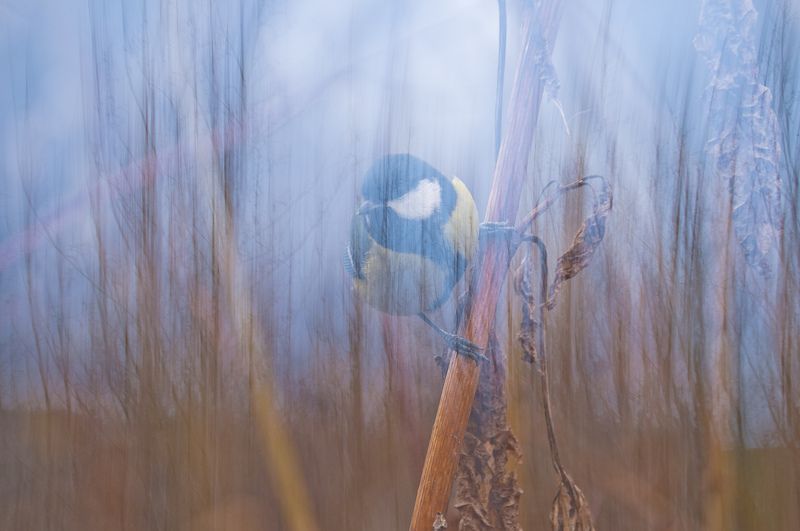 Укрывшись в ветвях фото превью