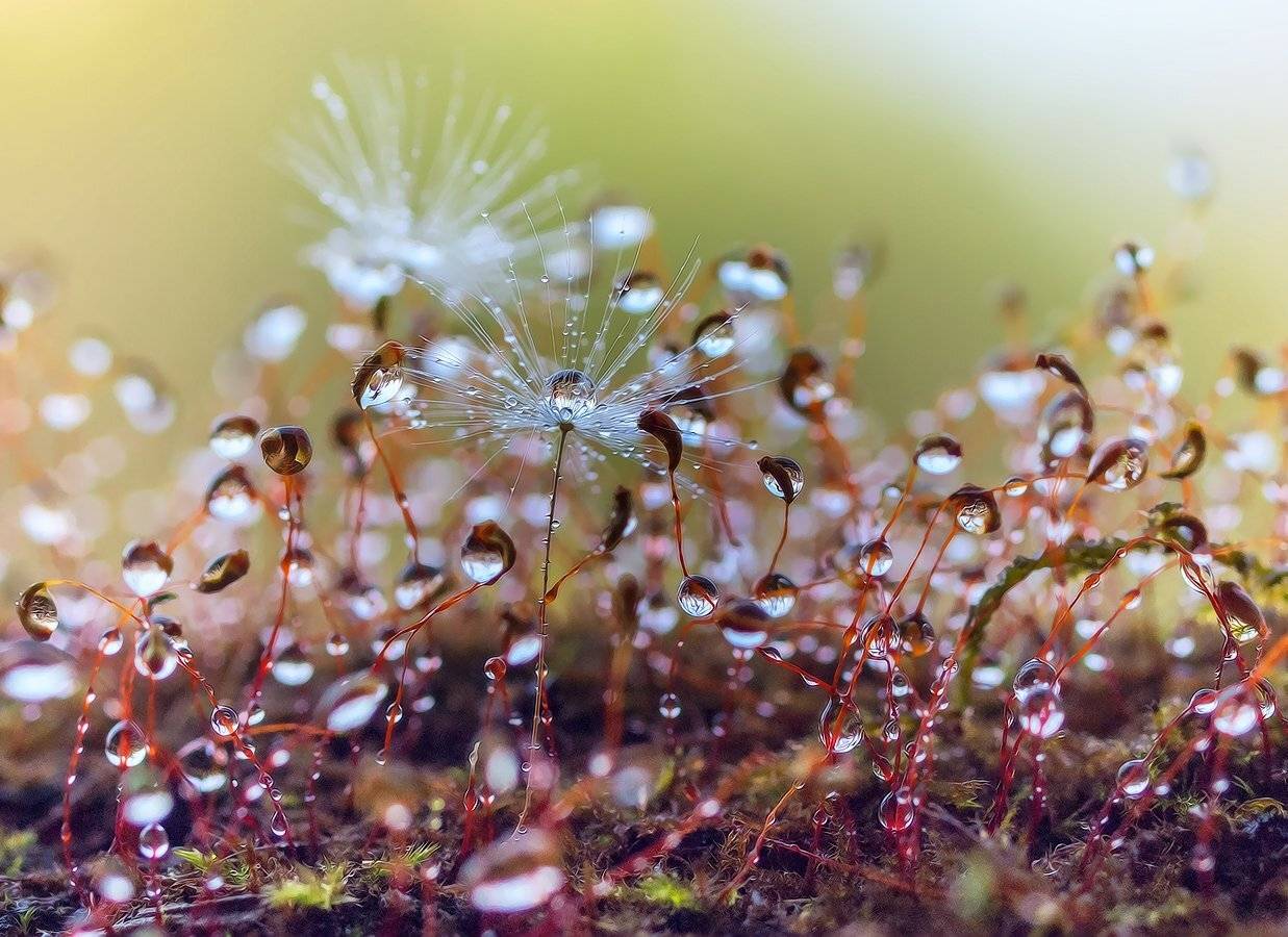 , Марина Брыдня