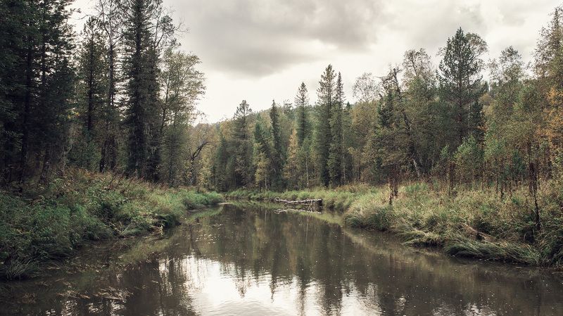 Алтай, Деревья, Лес, Осень, Пейзаж, Природа, Река Таёжная река фото превью