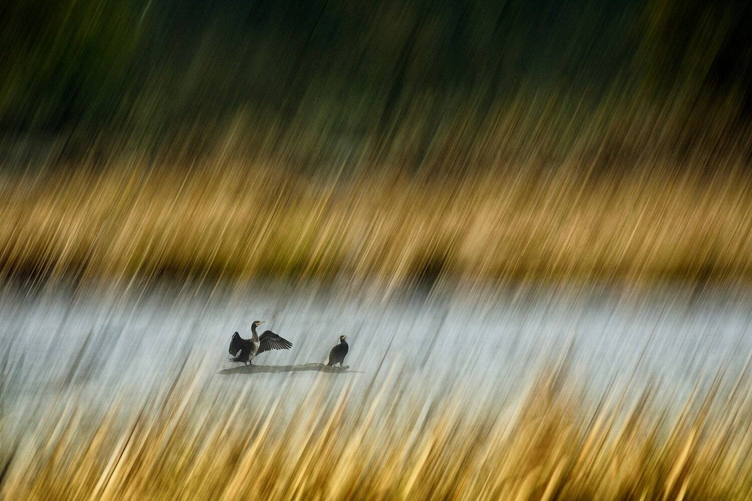 Cormorant, KIM SUK EUN