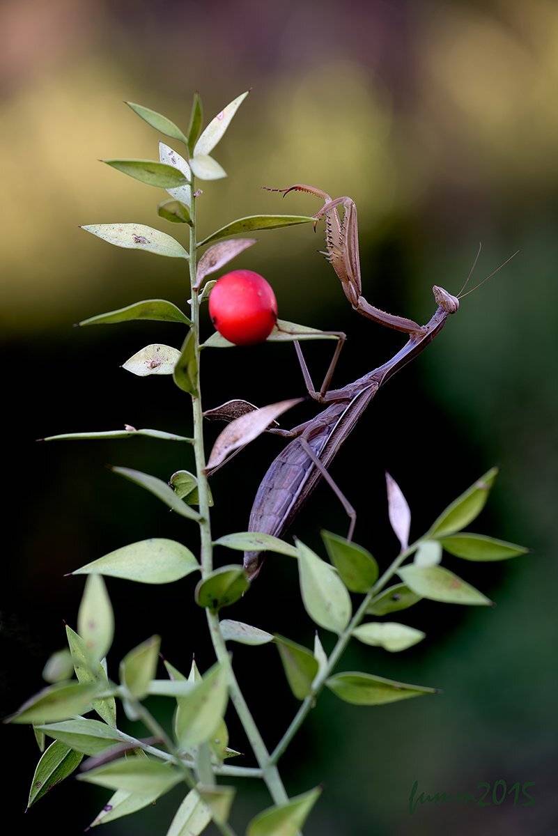 , Игорь ФУММ