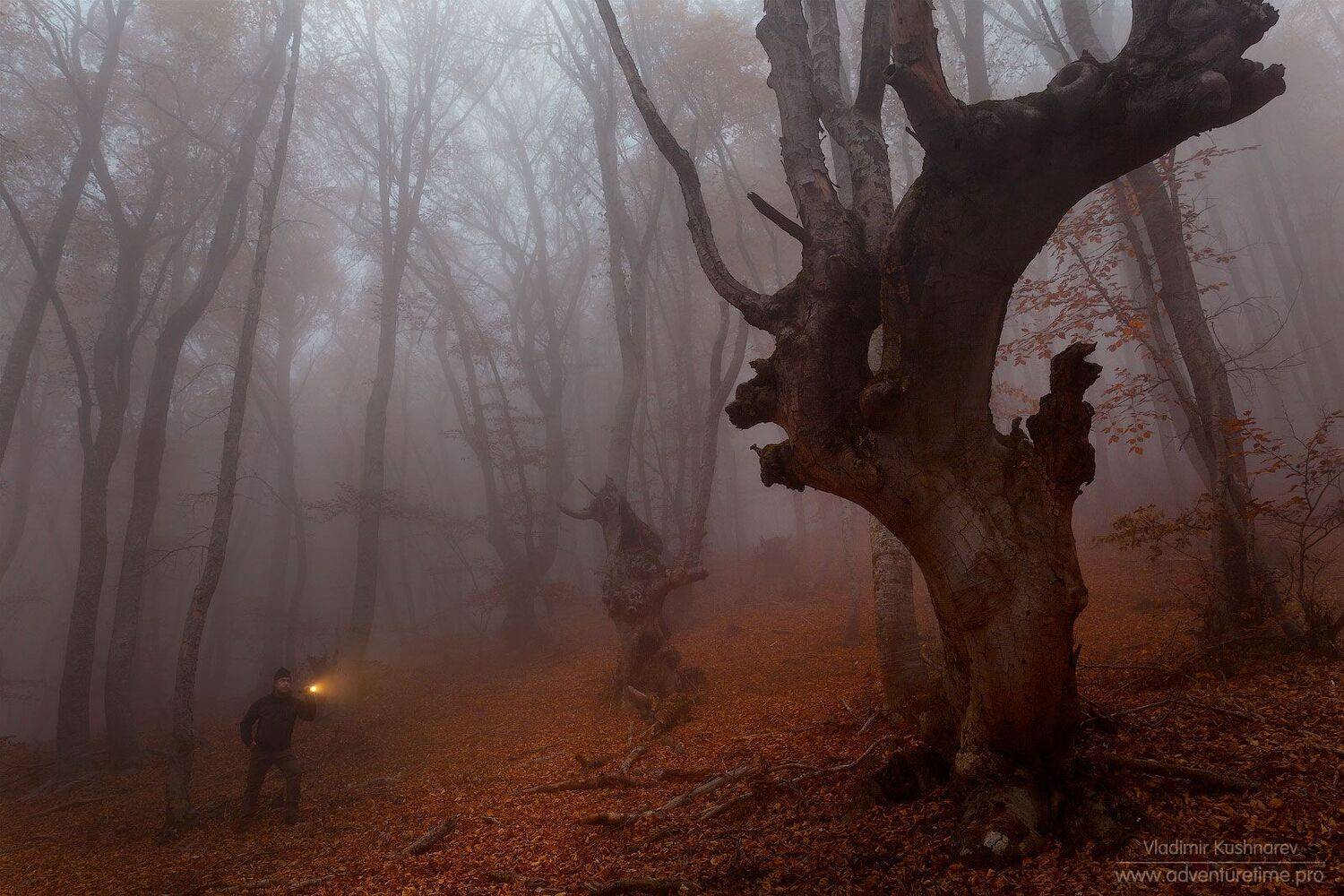 , Vladimir Kushnarev