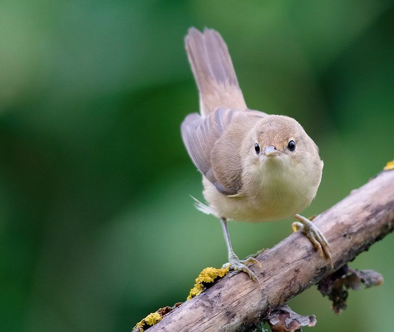 *** фото превью