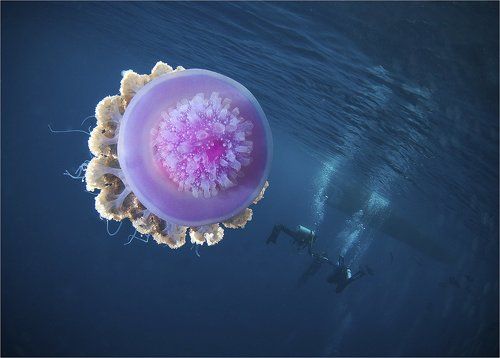 подводная встреча