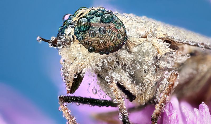 Macro фото превью