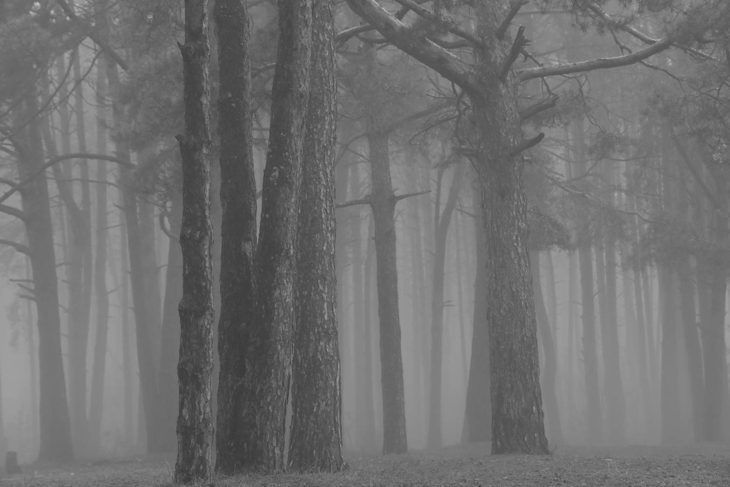 , Колосова Елена