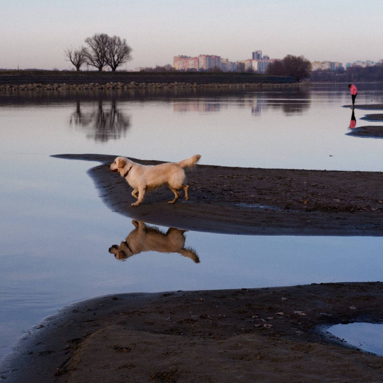 река, берег, прогулка, собака, Елена Шевченко