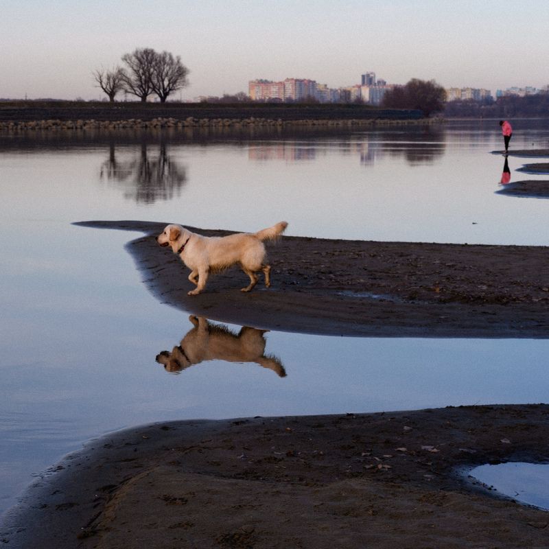 река, берег, прогулка, собака Созерцатели фото превью
