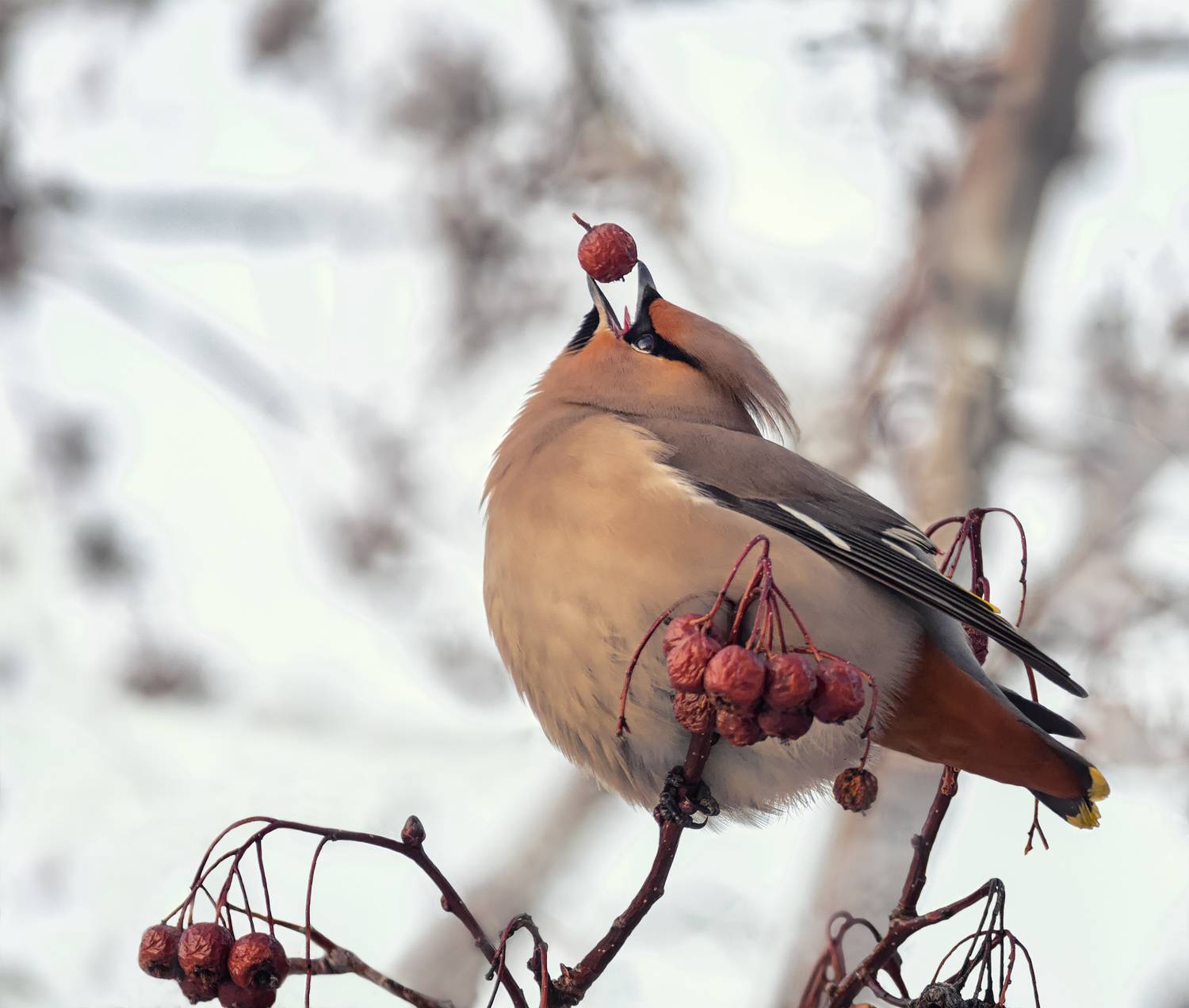 птица, свиристель,, Марина Мочалова