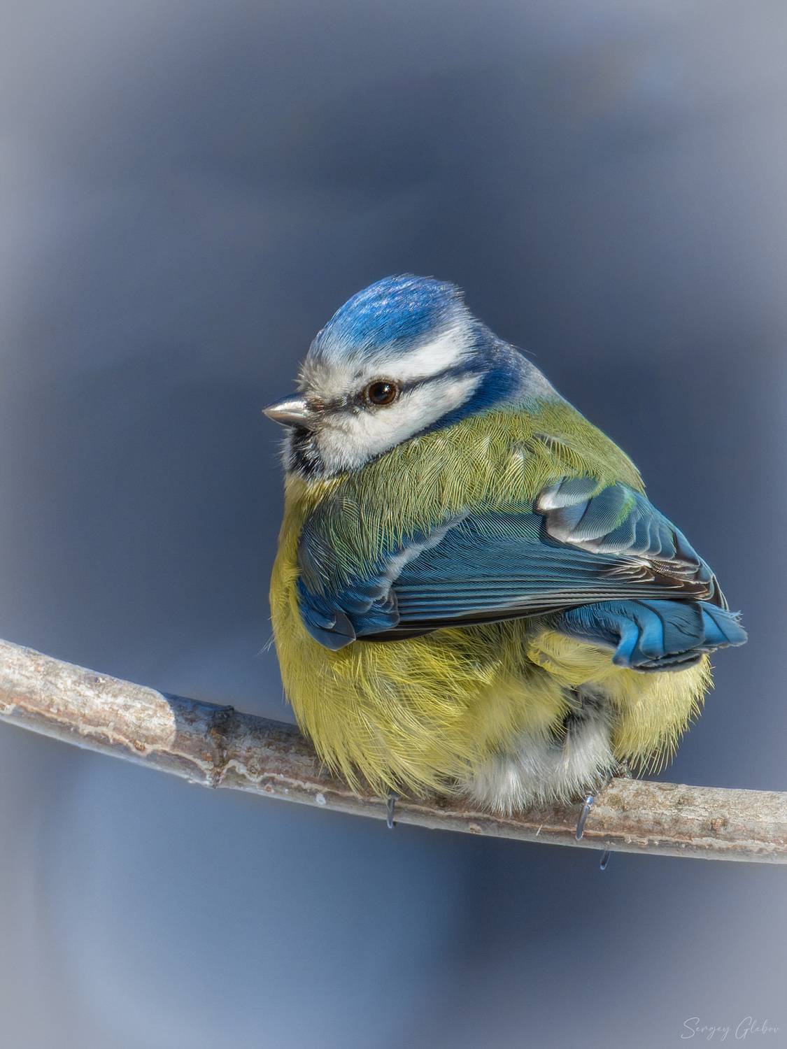 лазоревка, синица, птицы, пернатые, Глебов Сергей