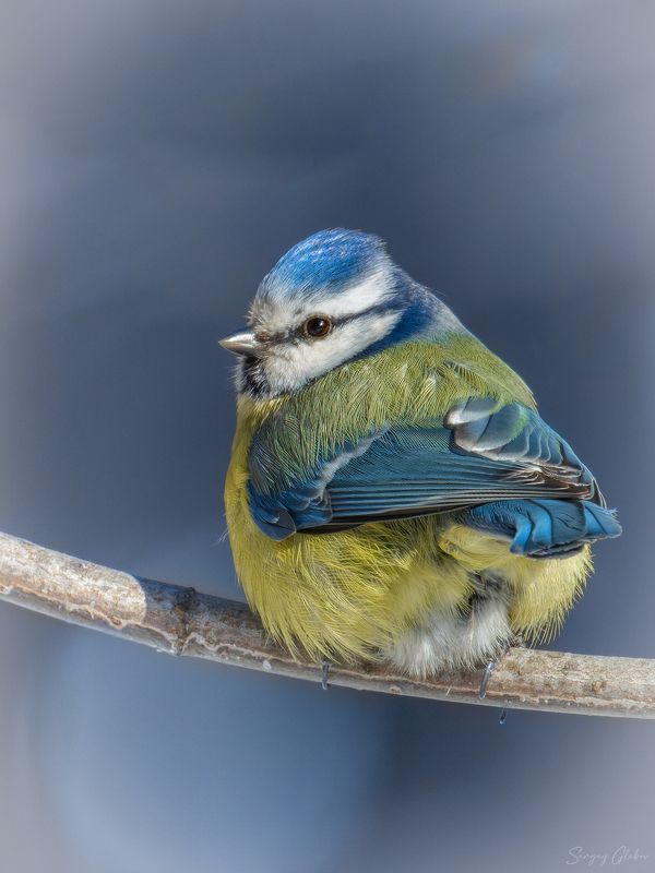 лазоревка, синица, птицы, пернатые Лазоревка фото превью